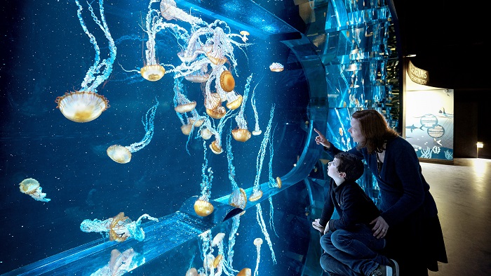 Aquarium meduses