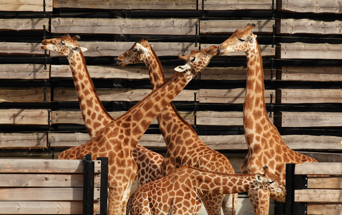 Zoo Paris Girafe